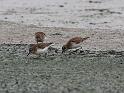 Least Sandpipers 011709